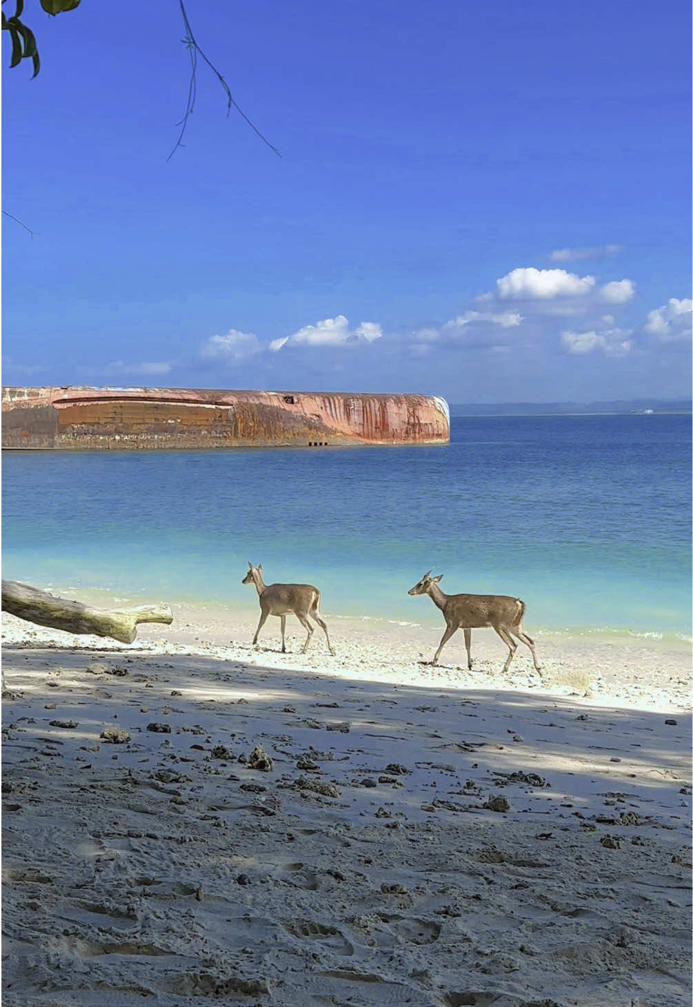 pantai pasir putih cagar alam Pangandaran  #pasirputihpangandaran #cagaralampangandaran #pangandaran #pantaipangandaran 