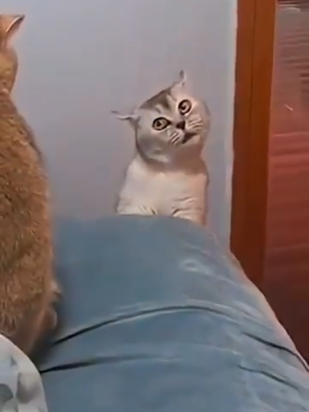 In the hidden corners of the modern home, we witness a remarkable creature: the domestic cat. Graceful, cunning, and endlessly curious, it stalks its surroundings with the air of a seasoned predator. Yet, despite its regal bearing, moments of sheer absurdity emerge—an unexpected leap, a clumsy tumble, or a mischievous ambush on unsuspecting household objects. Here, in this delicate balance between elegance and chaos, we are reminded that even the most refined hunter can also be the greatest entertainer. #FunnyCats #CatsOfTikTok #CatComedy #SillyCats #FYP 