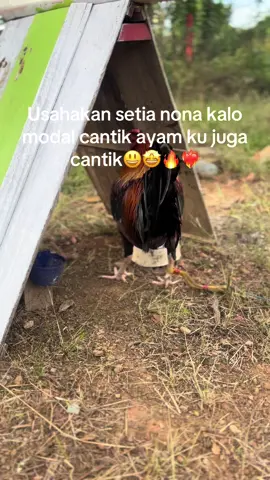 ❤️‍🔥❤️‍🔥#ayamphilipin🇵🇭 #ayamphilipin🇵🇭 #peternakmuda #lewatberanda #foryoupage 