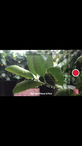 Camera của 1 chiếc iphone sx 2017 #iphone #iphone8plus #camera #cameraiphone 