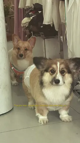 đứa trên tên Mè, đứa dưới tên Đậu.