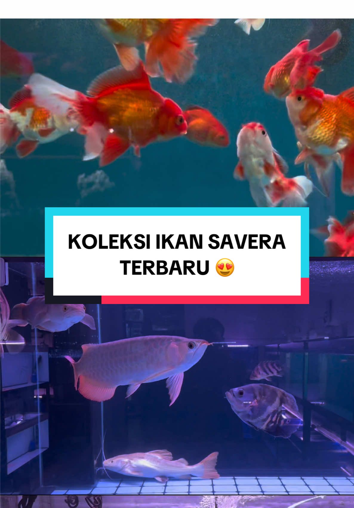 INFO AJA YGY! 😜 #ikanhias #onthisday #goldfish #arwana #CapCut 