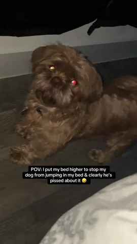 death stare is crazy 💀🤣 #shihtzu 