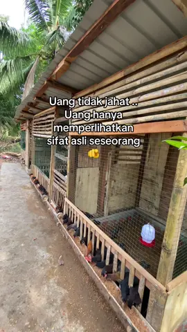 Caption Itu nunjuk kamu wkwkwk #kandangayam #broodingayam #kandangkoloni 