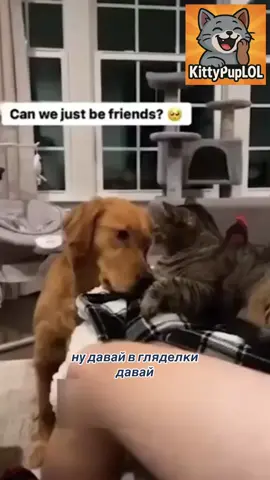 #кот #коты #котики #котэ #cat     