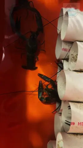 Eh, gaes! 👋 Lagi nyari ide bisnis yang nggak bikin rambut rontok? 🤔 Sini, gue bisikin: jadi mitra TJA_FARM buat budidaya lobster air tawar! 🦞 Dijamin, lobster ini nggak bakal bikin lo stress, malah bikin rekening gendut! 😂 Kenapa harus lobster, sih? 🤔 	•	Kayak Artis: Lobster ini dicariin terus, lebih hits dari selebgram! 📈 	•	Modalnya Nggak Bikin Dompet Nangis: Mulai usaha nggak perlu jual motor, santai! 💰 	•	Diajarin Sampai Pro: Kita bimbing dari nol, sampai lo bisa ngobrol sama lobster! 🧑‍🏫 	•	Untungnya Bikin Ketagihan: Balik modal cepet, cuannya bisa buat liburan ke Bali! 🤑 	•	Ramah Lingkungan: Budidaya lobster ini nggak bikin bumi marah, aman! 🌿 Bareng TJA_FARM, lo nggak cuma bisnis, tapi juga ikut majuin ekonomi kampung dan bikin lobster jadi makanan favorit semua orang. 🤝 Kita siapin bibit yang paling kece, pakan yang bikin lobster kekar, dan bantu jualin hasil panen lo. Jadi, lo tinggal joget-joget sambil ngurusin lobsternya aja! 😉 Nggak usah kebanyakan mikir! Langsung aja gabung jadi mitra TJA_FARM dan sukses bareng kita. 🚀 Cekidot website kita di [masukkan alamat website] atau DM kita buat tanya-tanya, siapa tau jodoh! 😄 Yuk, sukses bareng TJA_FARM! 🥳 Siapa tau abis ini lo bisa jadi juragan lobster! 😎 #fyp #promomakanmerdeka #bisnisonline #timothyronald #bosmuda 