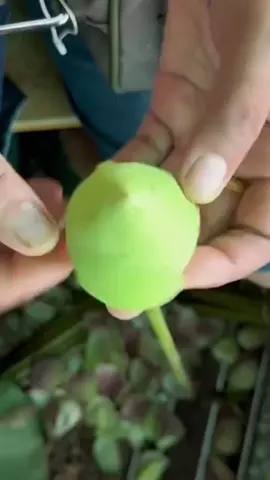 Tiểu diêm vương livestream xem mệnh ~ Hài đỏ audio #truyenaudio #audio #reviewtruyen #haidoaudio 