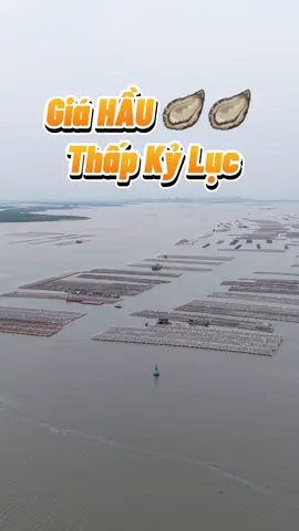 Giá hầu Quảng Ninh thấp kỷ lục  #hau #quangyen #hatangquangyen #nuoihau 