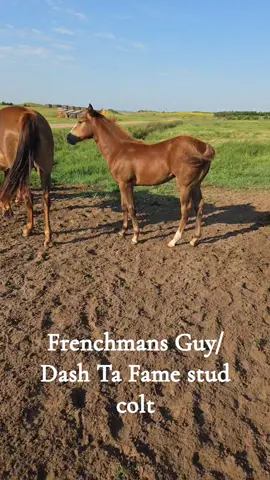 #barrelracer #cowgirls #rodeo #horses #fyp 