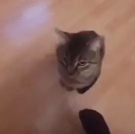 #cats #funnycats #catvideo #fyp #viral 