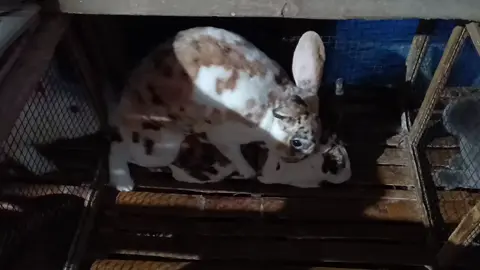 Info obat kuatttt #blitar24jam #kelinci #rex #blitarjawatimur #umkm 