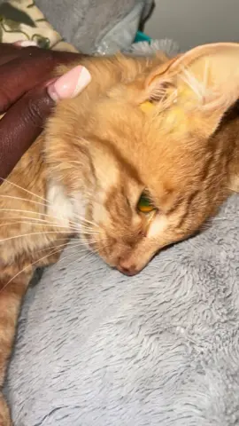 Watching my boy take his last breath 😢😭 rest well my ginger. I did my best to save you #catlover #cecily960 
