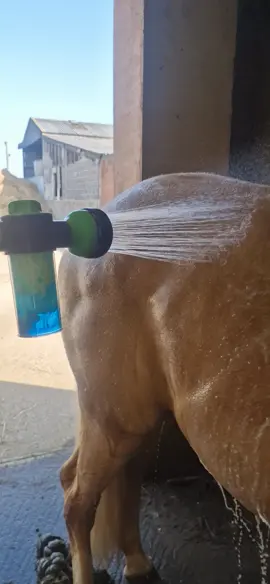 what more can I say. cost effective just adds on to the end of the hose.  #fyp #equestrianfyp #horsecare 