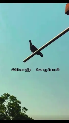 #அல்லாஹ் கொடுப்பான்…🤗🤍💫  #lovewithislam #alhamdulillah #allahforever #trust #Allah #loveallah #subhanallah #happiness 