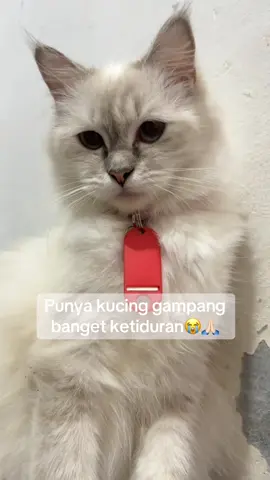 Ada ada aja tingkah nya 😂 #tingkahlucukucing #kucingtiktok #kucingviral #fyp #viral 