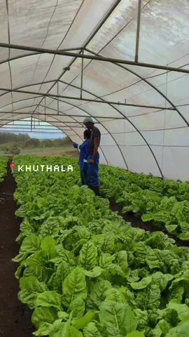 “Ama Likes lawo” 🤭                                    #fyp #youthinagriculture #kznfarming #femalefarmers #cropproduction