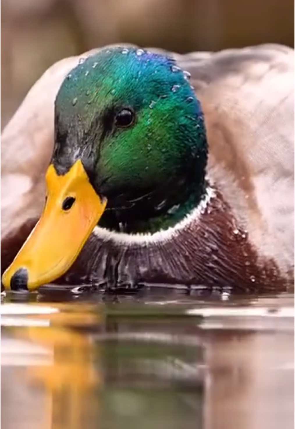 لا يتبلل ريش البط بفضل طبقة زيتية عازلة تفرزها غدة خاصة موجودة عند قاعدة الذيل. تسهم هذه الطبقة العازلة في الحفاظ على الريش جافًا وتسهيل عملية العوم فوق الماء والحفاظ على الدفئ حتى في المياه الباردة | 📹: Christian Randall