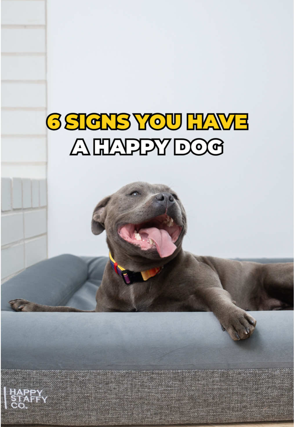 How many of these signs does your dog show?  💙 #dog #staffy #happy #signs #staffordshirebullterrier 