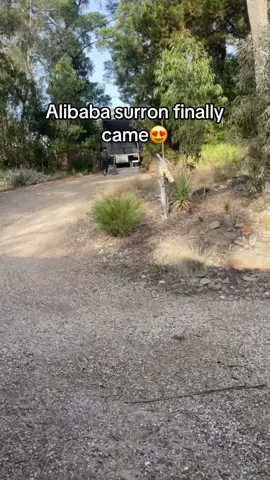 Alibaba surron finallyyyy came @niemo ® @nj.250w #alibabasurron #surron #alibaba #lightbee #lbx