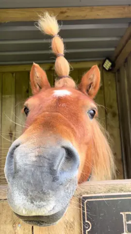 Bam being his unbothered self #shetland #foryoupage #funnyanimals #funny #pony 