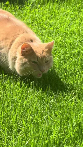 Hunting sounds 📷 #bengalcat #orangecat 