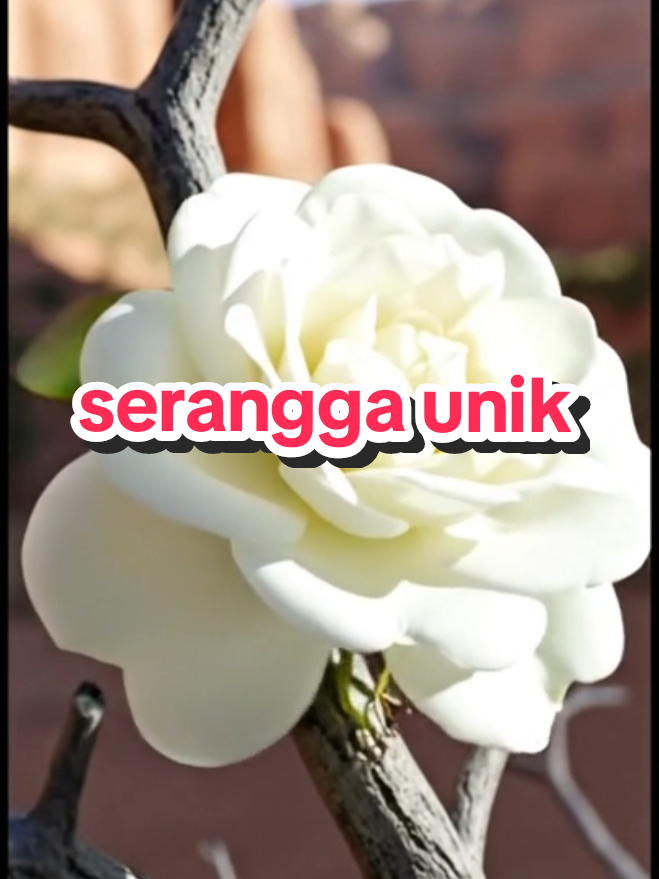 Mekarnya Bunga dari Serangga