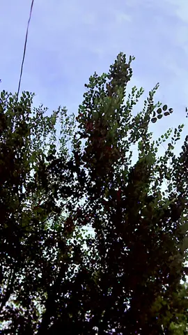 15 AUGUST 2025 CHEHLUM 😭😭😭😭  #SINDH🌹🌹🌹#MIRPUR MATHELO ♥️♥️♥️#FORYOUPAGE#FYP 🤗🤗🤗#FYP🤗🤗🤗