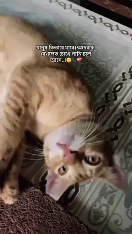 হুম 🙂❤️‍🩹#fypppppppppppppppppppppp #CapCut #মুয়েজ্জা #jubayer_ahmed_sayeed #foryou 