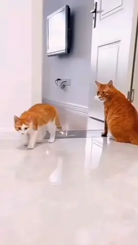 Meow #foruyou #cat #fyp #funnyvideos #cattalking 