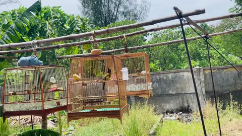 mới tuyển dc bé bổi chưa lột lông rừng quá ok ae ạ#chaomaonuihotdau #toiyeudongvat❤ #viraltiktok #viral 