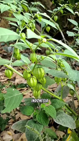 buah yang sering dianggap tidak berharga #pertanian #tipsberkebun #kesehatantubuh #trikpintar