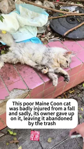 Rescue stray cats#cats #fyp #catsoftiktok #rescuecat #rescueanimals #catslover #straycat #bonding #animalstok 