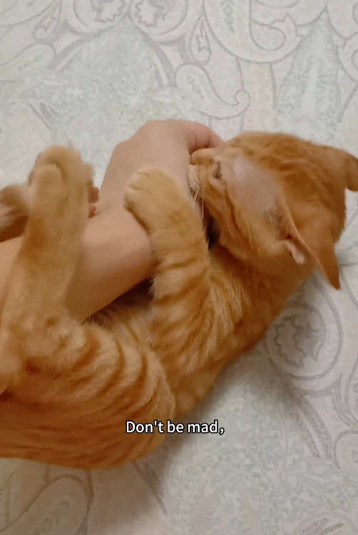 #catsoftiktok #cat #cattoys #meme #pet #pettoys 