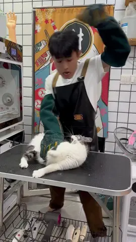 “World’s Angriest Cat vs Groomer – Who Wins?” . . . . . . . .#AngryCat #ExtremeGrooming #CatAttack #PetCare #AggressiveCat #PetTok #catsoftiktok #cats #extremegrooming #aggressive #pets #CatBathTime #CatGrooming #GroomerLife