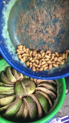 CÁCH TẠO KÉN NHÂN GIỐNG ĐUÔNG DỪA #duongdua #xuhuong 