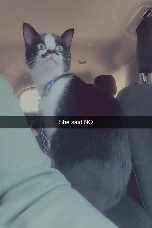 Funny talking cat 🤣🤣#cat #catsoftiktok #funnycat #funnyvideo #funnytiktok #fyp #foryou #tiktok 