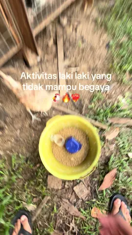 🤩🔥❤️‍🔥#ayamphilipin🇵🇭 #peternakmuda #peternakayam #lewatberandafyp #fyppppppppppppppppppppppp 