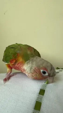 شيكو المدمر 😂 #ببغاء #conure #bird #funny #explore 
