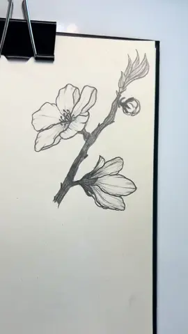 Easy Sakura drawing tutorial 🌸 #sakura #flowerdrawing #easydrawing #drawingtutorial #howtodraw 