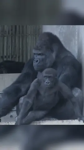 Father gorilla playing child gorilla#foryoupage #foryou #fyp #fypシ #gorilla 