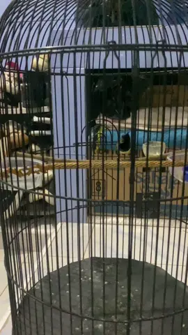 Burung sogon nembak pelatuk sampit mix belalang emas #sogonmania #sogonmateri #kicaumania