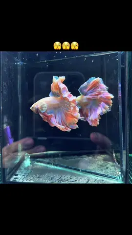 Rosetail ranbow #xuhuongtiktok #xuhuong #cacanh #betta #bettafish #halfmoonbetta #bettathailand🇨🇷 #bettathailand   
