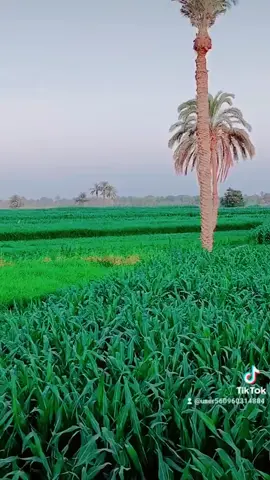 منصور الحفني # عزت حنفي #