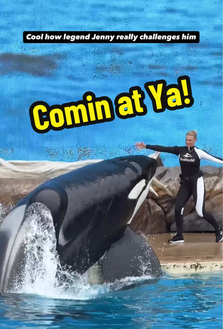 KILLER WHALE GETS RIGHT UP ON STAGE! 🐳 #seaworld #orca #killerwhale #fun #fyp 