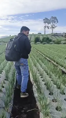 Perkembangan Bawang Merah Usia 50 Hst. #petaniindonesia🇮🇩🇮🇩🇮🇩🌿🌿 #xyzabc #fyp 