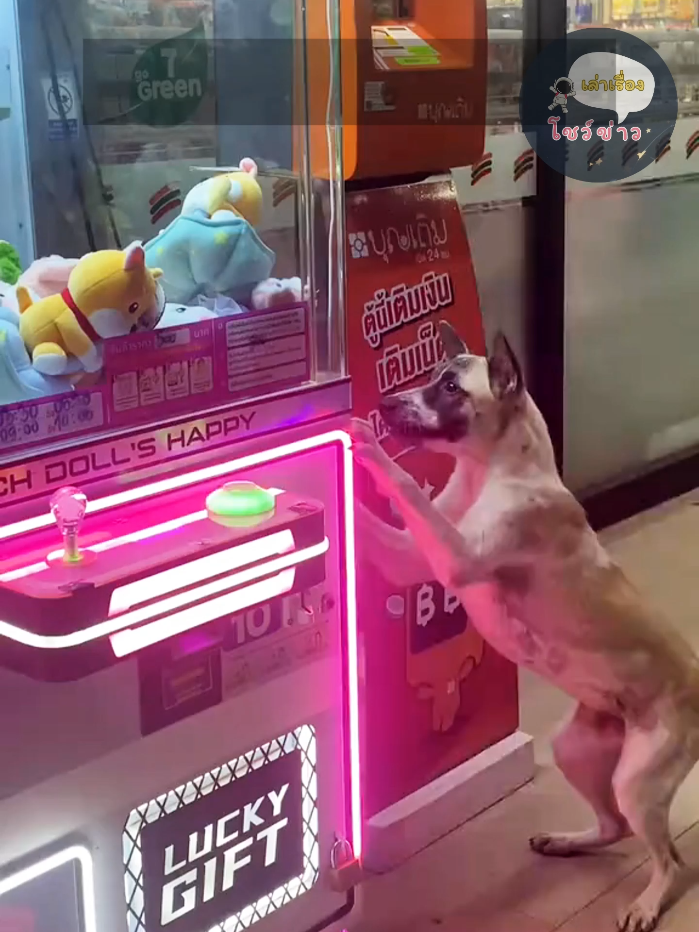 เห็นว่าน้องหมาอยากได้ @i.view12 #หมาน่ารัก #หมาเซเว่น #จับตุ๊กตาให้หมา #เล่าข่าว #เล่าเรื่อง #โชว์ข่าวเล่าเรื่อง 🥰