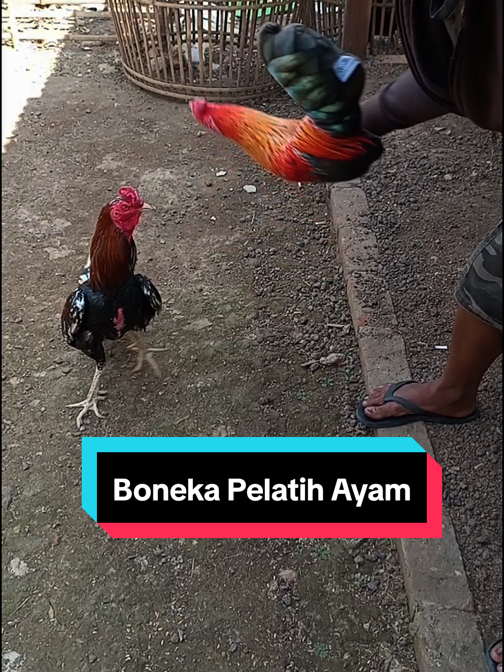 Boneka Pelatih Ayam #bonekaayam #ayam #peternak #peternakayam #peternak 