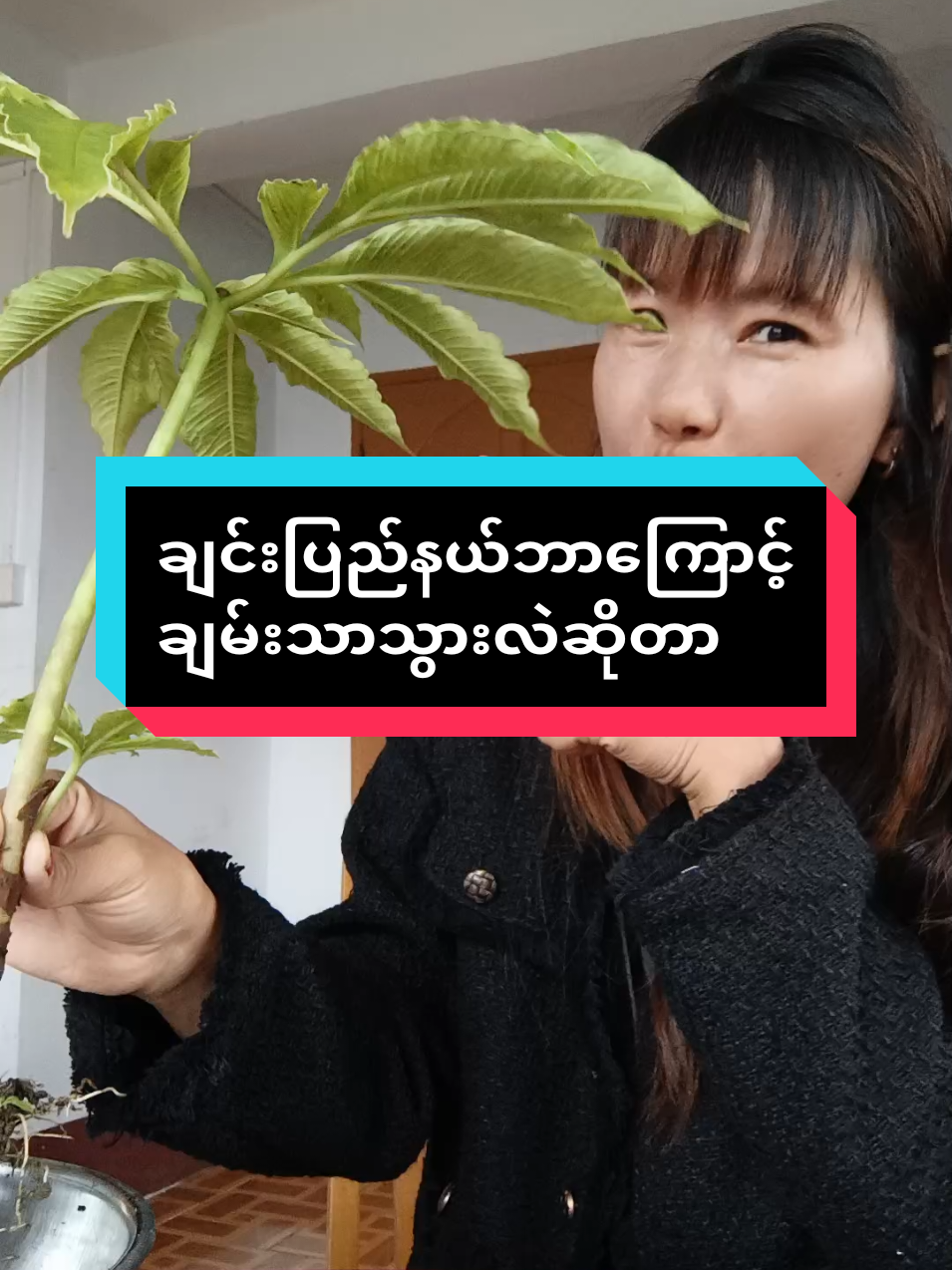 #သဘာဝပေါက်ပင်လေးက