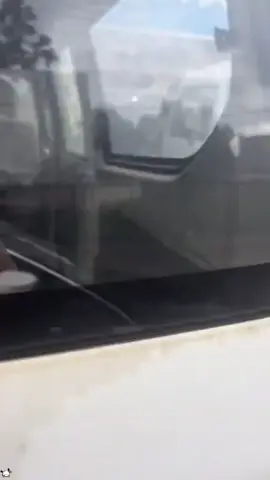 Моя собака мастер прятки 🙈🐶#dog #pets #собака #funnyanimals #funnyvideos 