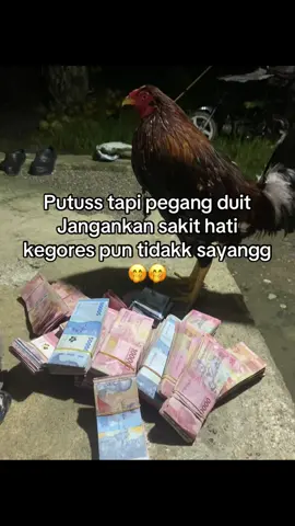 Upss #salamkakikiri #pemainayam #salamsatuhoby🐓🐓🐓🙏 #plhipinimportf #kakigetar🐓 #kakigetar🐓 #kakigetar🐓 
